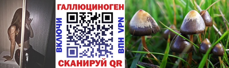 Галлюциногенные грибы Psilocybe  Горячий Ключ 